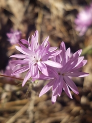 Lessingia leptoclada