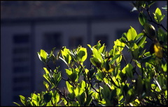 Magnolia grandiflora