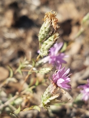 Lessingia leptoclada
