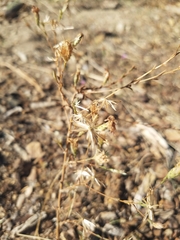 Lessingia leptoclada