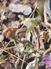 Lessingia leptoclada