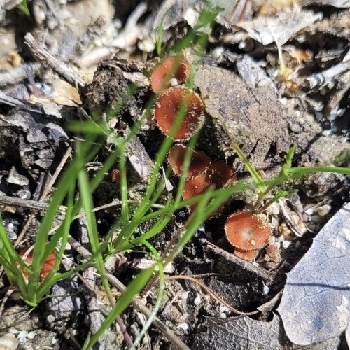 iNaturalist observation photo of Common Eyelash