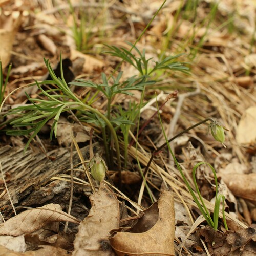 Image of Viola tenuisecta by (c) Daniel McClosky, some rights reserved (CC BY)