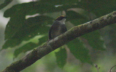 Conopophaga melanops