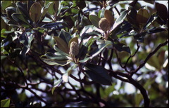 Magnolia grandiflora
