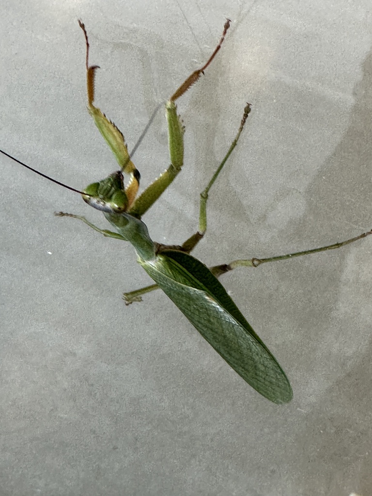 Rhombodera morokana in April 2023 by gee912 · iNaturalist