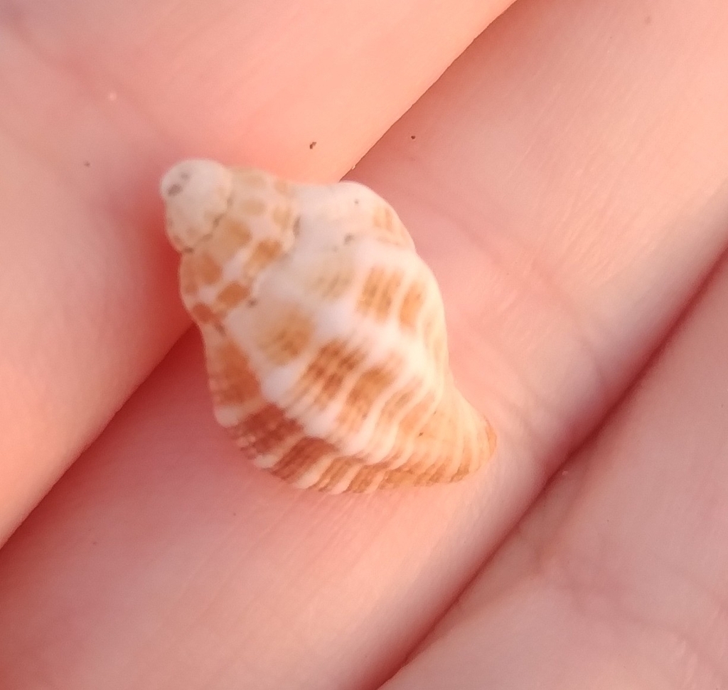 Xanthochorus buxeus