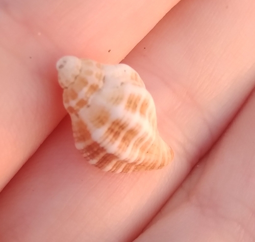 Xanthochorus buxeus