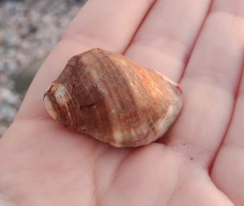 Stramonita delessertiana