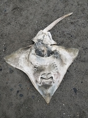Beringraja binoculata