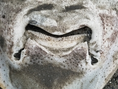 Beringraja binoculata