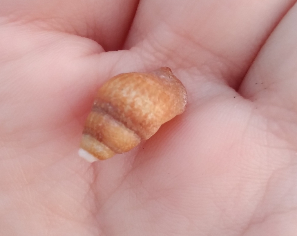 Nassarius dentifer