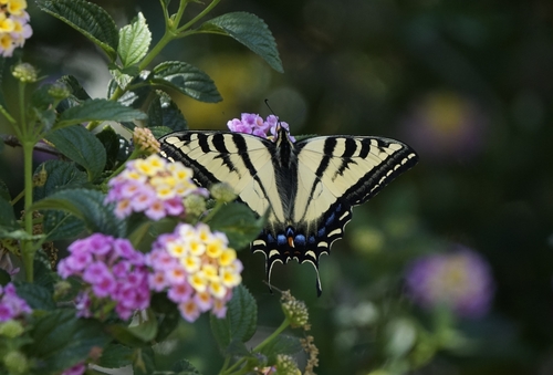iNaturalist observation photo of Western Tiger Swallowtail
