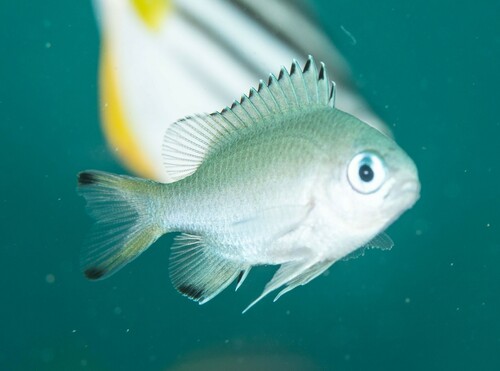 Scaly chromis (Chromis lepidolepis) — Pomacentridae — 2