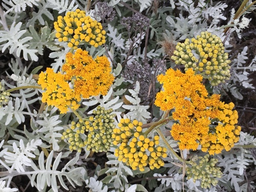 Constancea nevinii (A.Gray) B.G.Baldwin