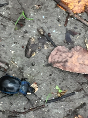 Carabus finitimus