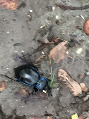 Carabus finitimus