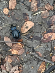 Carabus finitimus