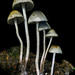Panaeolus cyanescens - Photo (c) Alan Rockefeller,  זכויות יוצרים חלקיות (CC BY), הועלה על ידי Alan Rockefeller