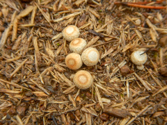 Cyathus stercoreus image