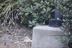 Junco hyemalis thurberi