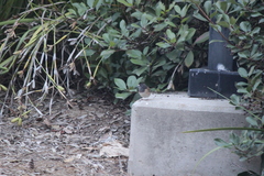 Junco hyemalis thurberi