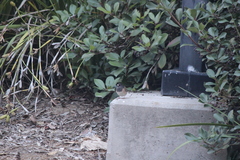 Junco hyemalis thurberi