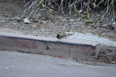 Junco hyemalis thurberi