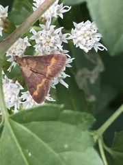 Pyrausta pseuderosnealis