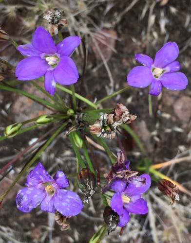 Image of Brodiaea kinkiensis by (c) Adam J. Searcy, some rights reserved (CC BY)
