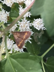 Pyrausta pseuderosnealis