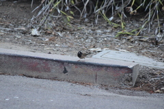 Junco hyemalis thurberi