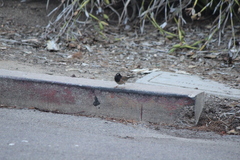 Junco hyemalis thurberi