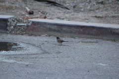 Junco hyemalis thurberi