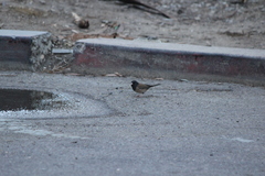 Junco hyemalis thurberi