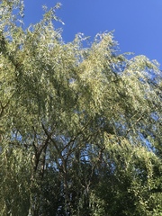 Salix