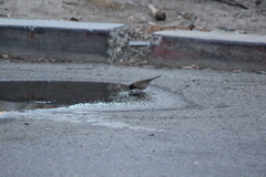Junco hyemalis thurberi