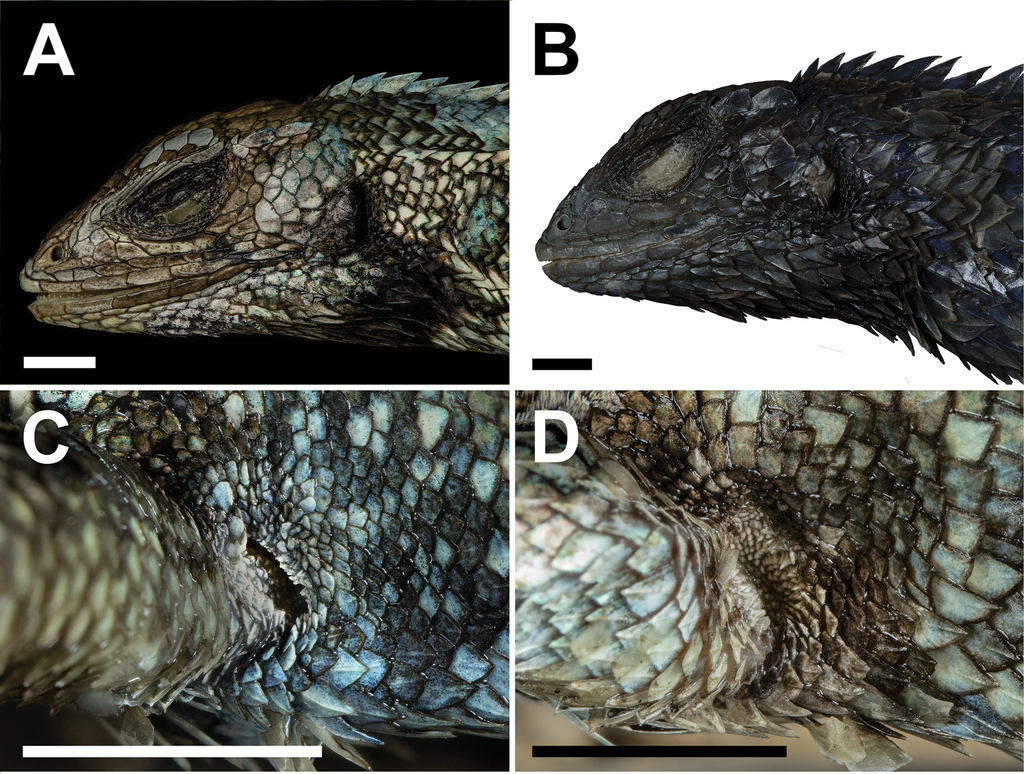 Thorny Whorltail-Iguana