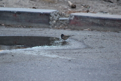 Junco hyemalis thurberi