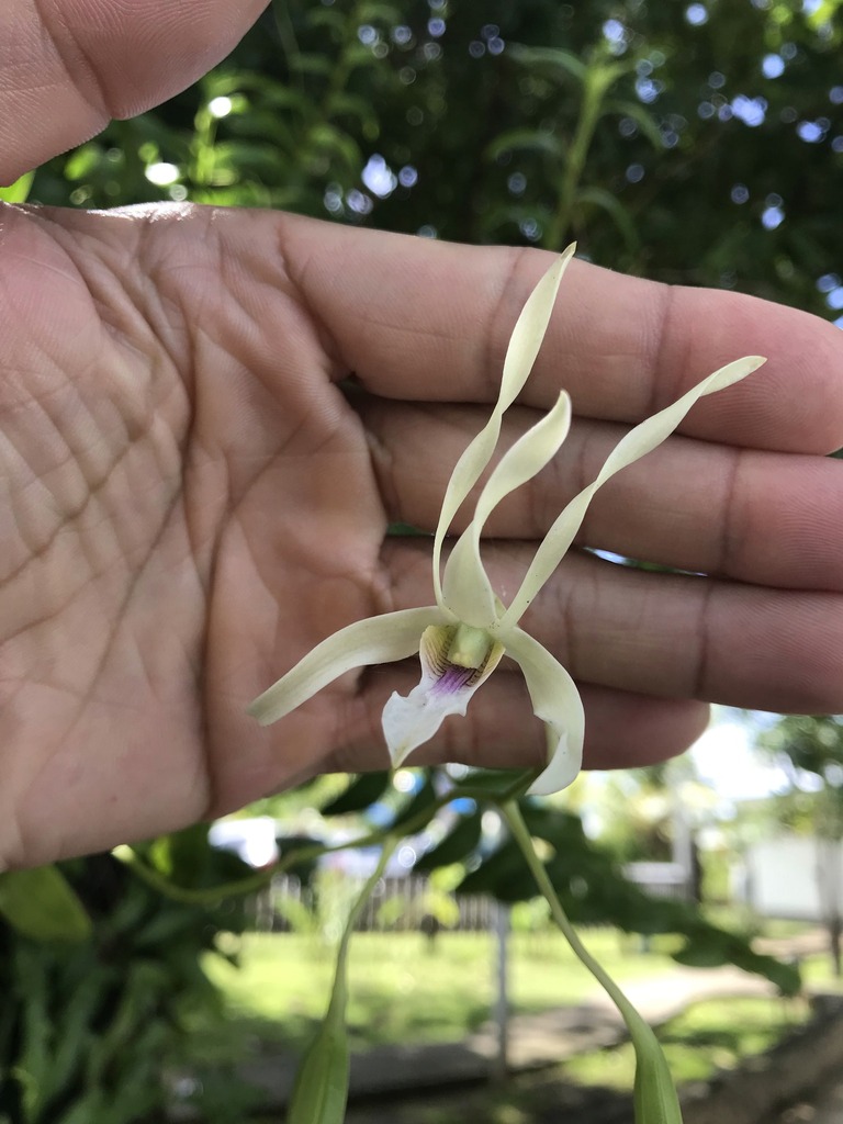 Dendrobium macranthum A.Rich.
