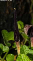 Aristolochia wrightii