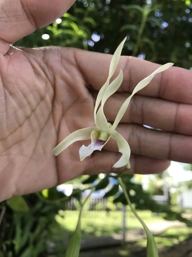 Dendrobium macranthum A.Rich. 2