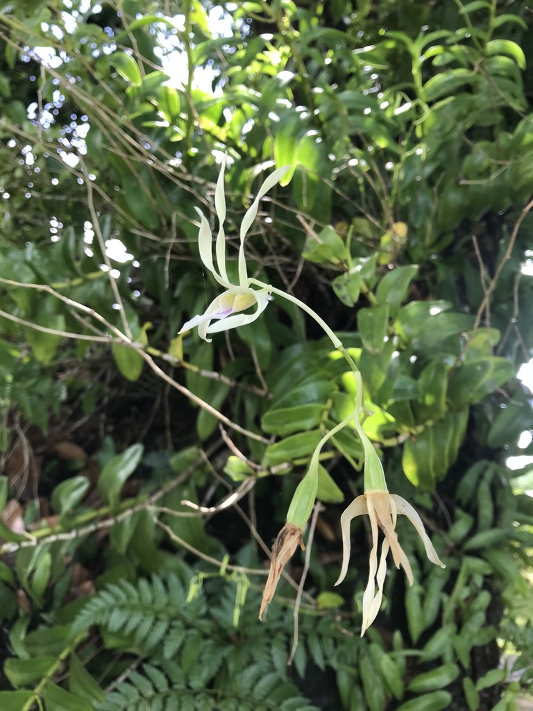 Dendrobium macranthum A.Rich. 3