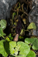Aristolochia wrightii