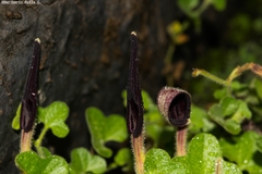 Aristolochia wrightii