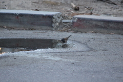 Junco hyemalis thurberi
