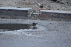 Junco hyemalis thurberi