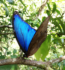 Morpho menelaus