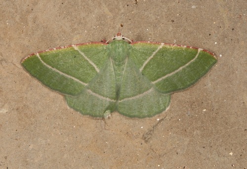 Phoenix Emerald Moth photo 3