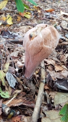 Clavariadelphus americanus